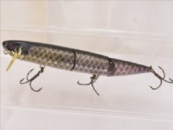 Black pirarucu