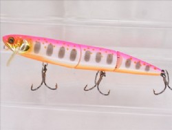 Pink back albino iwana