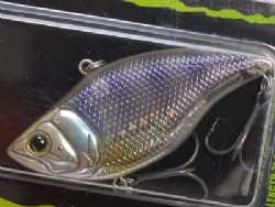 Chi gill (#02)