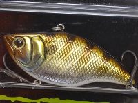 Blue gill (#03)