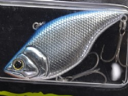 Blue shad (#13)