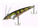 Peacock bass