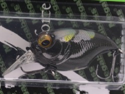 Kuro ranchu (2021 Limited color)