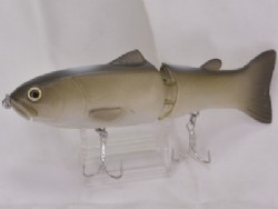 Wild carp