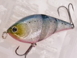 2011 Member limited (Ginpun iwashi)