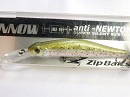 Rainbow trout