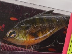 Real pond gill