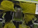 Komochi bug (#02)