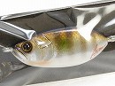 Blue gill
