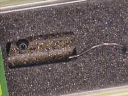 Dark brown pellet