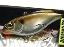 Arkansas flash shiner (#172)