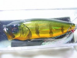 GG peacock