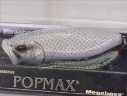 White python