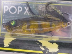 Kohaku tiger
