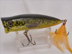 Murray cod
