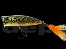 Murray cod (#17)