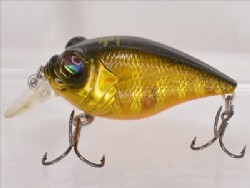 Kinkuro zebra