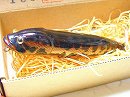 1998 Camuruchi