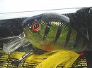 Blue gill (#321)