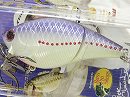 Purple perch