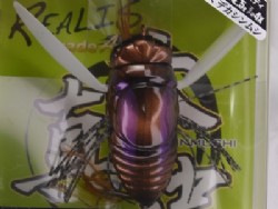 Nokogiri kuwagata (Beetle)