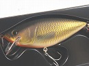 Gold carp (#05)