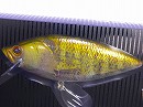 Real blue gill (#01)
