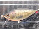 Gold carp (#05)