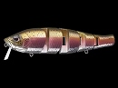 Rainbow trout (#607)