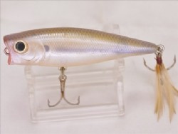 Striped shad