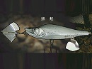 Gin jake (Silver salmon)