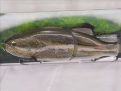 School bass (#710)