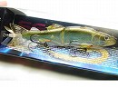 Oikawa male (#212) -Package damaged