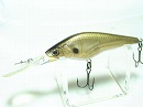 Golden shiner