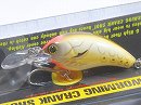 Parrot orange glow