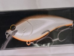 Brown shad orange belly