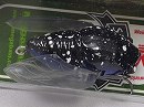 Gomadara kamikiri (Special color)
