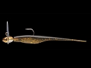Maple / Golden shiner