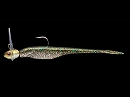 Olive / G Biwa higai