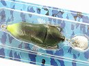 Blue gill V
