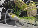 #T01 -Double gold willow