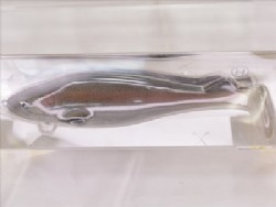 3DR rainbow trout (#S-485)