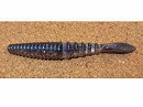 Blue shad (#108)