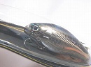 Chrome shad