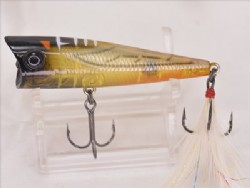 Cicada