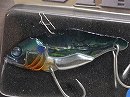 Male blue gill (#MV-35)