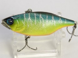Blue back tiger