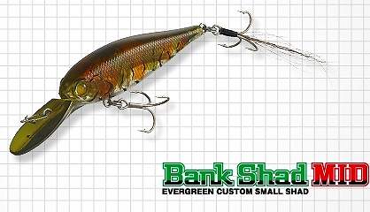 EVERGREEN / BANK SHAD MID