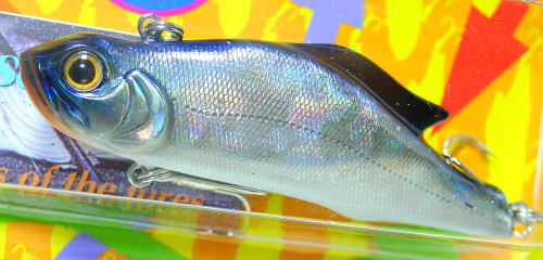 JACKSON / SHAKIE (DISCONTINUED)