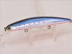 Iwashi red belly